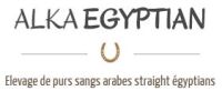 elevage arabe egyptien