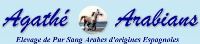 pur-sang arabe
