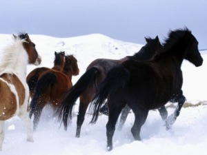 fond d'écran chevaux dans la neige