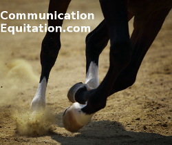 communication equitation