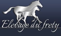 anglo arabe