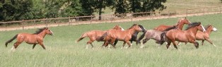 criollos des haras andas