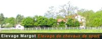 elevage margot selle français elevage margot