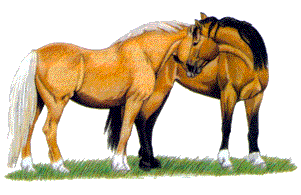 câlin chevaux