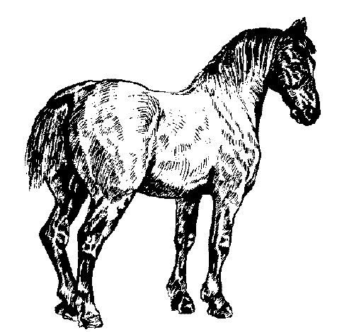 clipart cheval