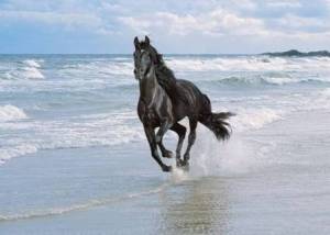 fond d'écran cheval sur la plage