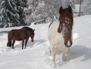 fond d'écran chevaux dans la neige