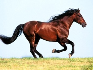 fond d'écran beau cheval au galop