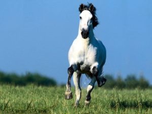 fond d'écran cheval blanc dans un pré au galop