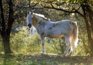 fond d'écran cheval blanc dans son pré