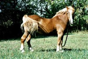 fond d'écran cheval de trait