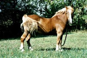 fond d'écran cheval de trait