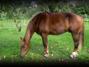 fond écran cheval qui mange pomme