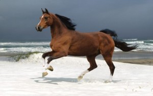 fond d'écran cheval pur-sang au galop dans le sable