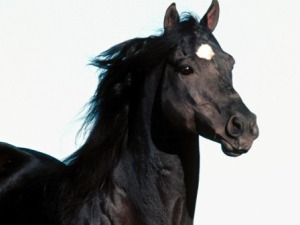 fond d'écran cheval pur-sang noir