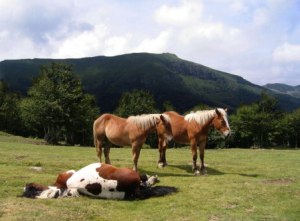 fond d'écran chevaux dans paysage vert