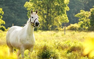 fond écran hd cheval blanc