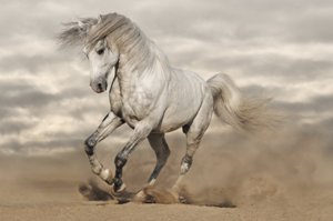 fond d'écran cheval blanc sur la plage