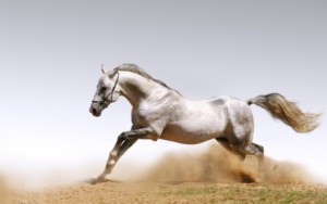 fond d'écran hd cheval blanc