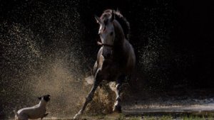 fond d'écran hd cheval contre chien jack russell