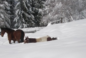 fond d'écran cheval couché dans la neige