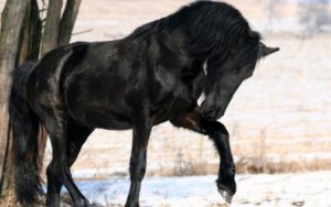 fond d'écran cheval noir dans neige
