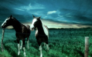 fond d'écran chevaux dans prairie