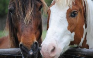 fond d'écran deux têtes chevaux