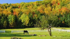 fond d'écran cheval et foret