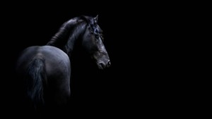 fond d'écran cheval noir