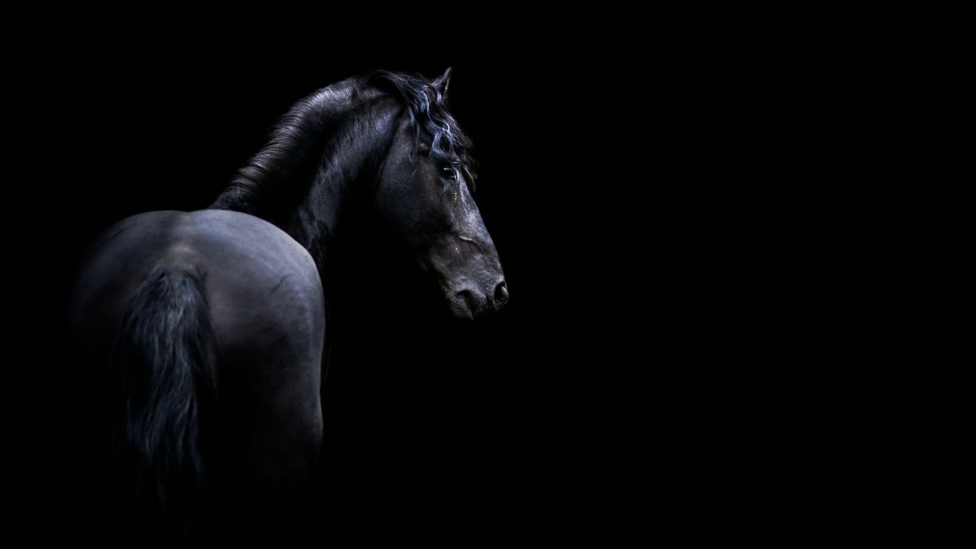Fonds d cran Cheval Horse wallpapers