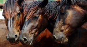 fond d'écran hd tetes chevaux