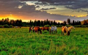 fond d'écran hd troupeau chevaux dans nature