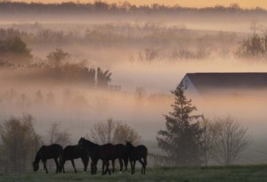 fond d'écran hd trouveau chevaux et village dans la brume