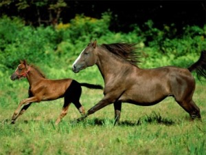 fond d'écran jument et son poulain au galop dans pré