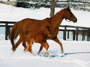 fond d'écran poulain et jument dans la neige