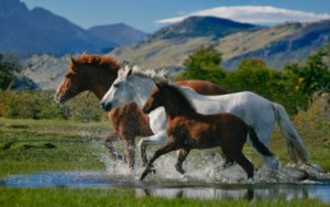 fond d'écran chevaux dans l'eau