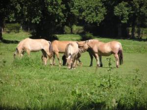 fond d'écran troupeau de chevaux