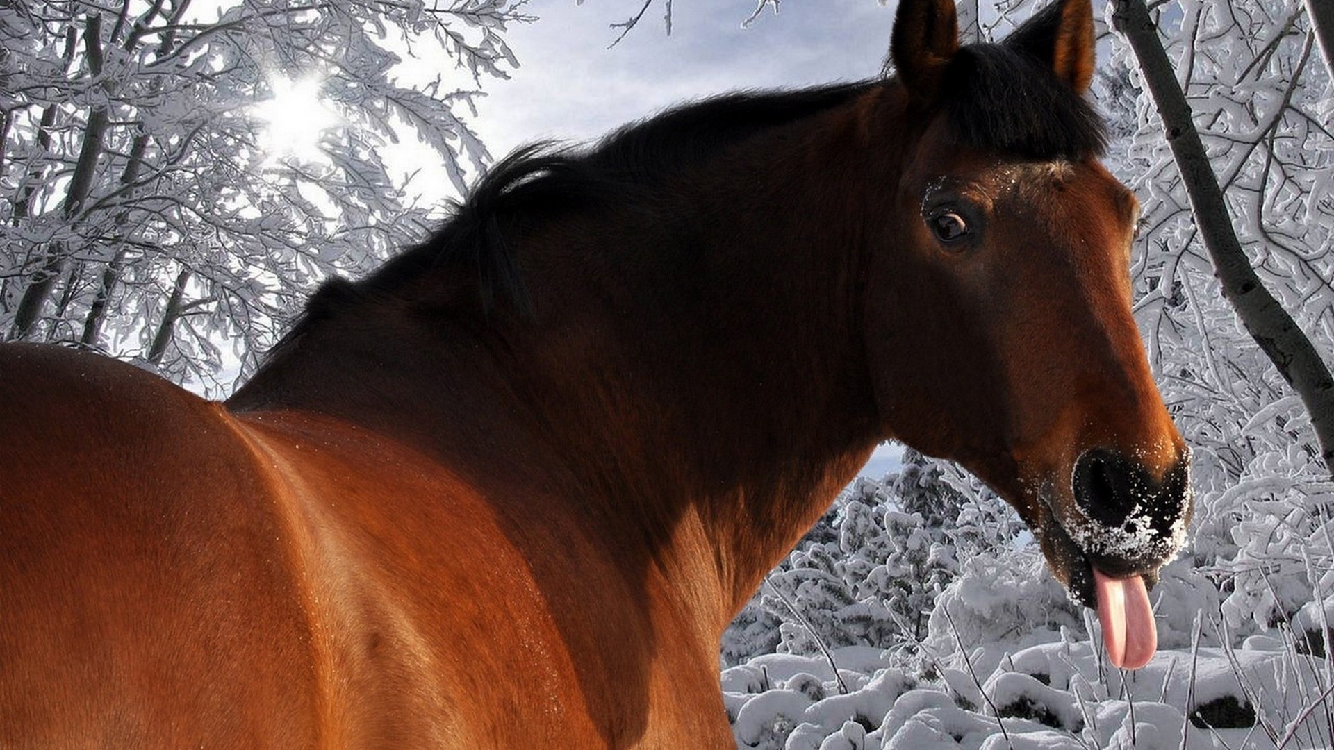 fond d'écran hd cheval qui tire la langue dans la neige