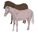 chevaux qui broutent