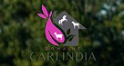 domaine carlindia, pension pour chevaux dans l'Allier