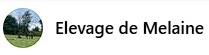 elevage de melaine, pension pour chevaux dans le calvados