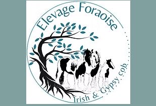 elevage foraoise