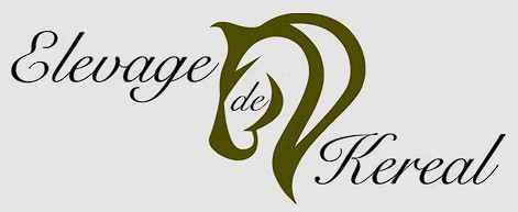 Elevage de kereal, pension pour chevaux dans les cotes d armor