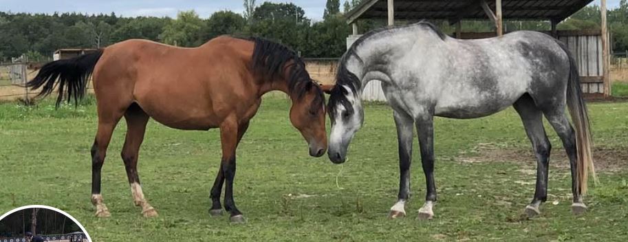 écuries de la garenne pension pour chevaux loiret