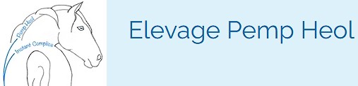 élevage Pemp Heol pension chevaux en troupeau équipiste morbihan