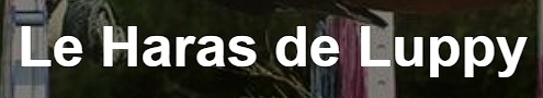 haras de luppy écurie de propriétaire chevaux en moselle