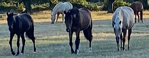ecurie castel, pension pour chevaux en Vendee
