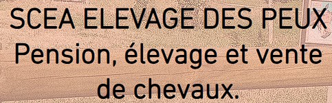 scea elevage des peux, pension pour chevaux en Vendee