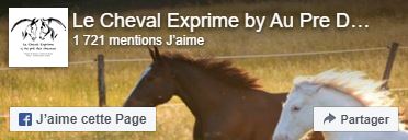 au pré des chevaux